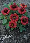 Gaillardia aristata 'Mesa Red'